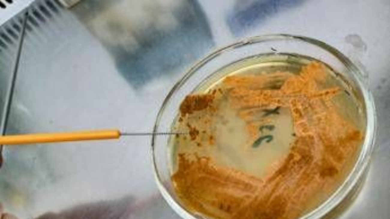 UnInsubria, scoperto nuovo antibiotico contro superbatteri