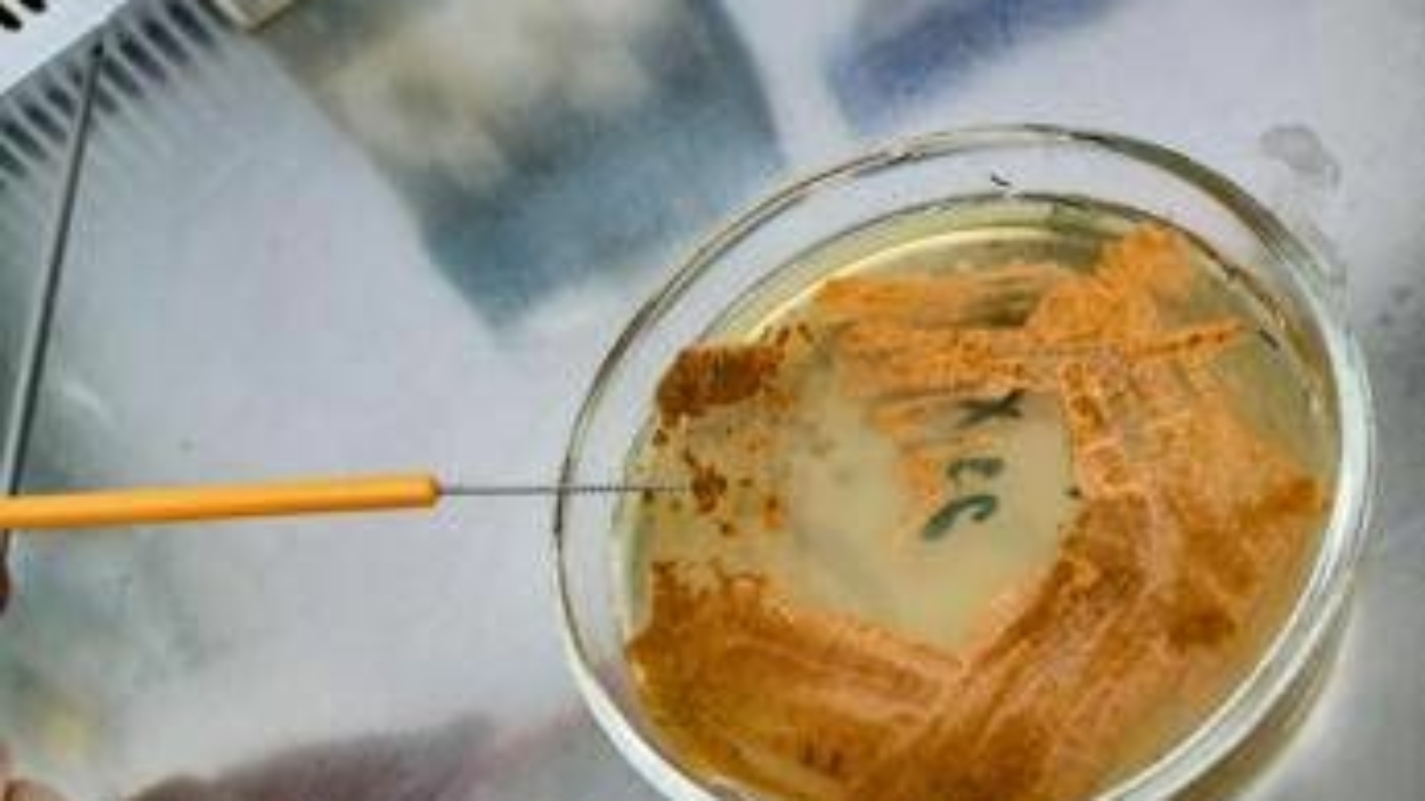 UnInsubria, scoperto nuovo antibiotico contro superbatteri