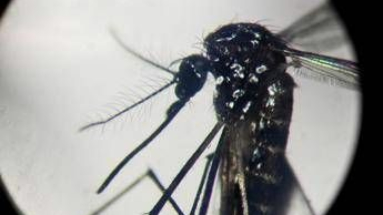 Dengue, in Italia quasi 700 casi in 2024. Torna allarme zanzare, Bassetti: "Momento di agire"