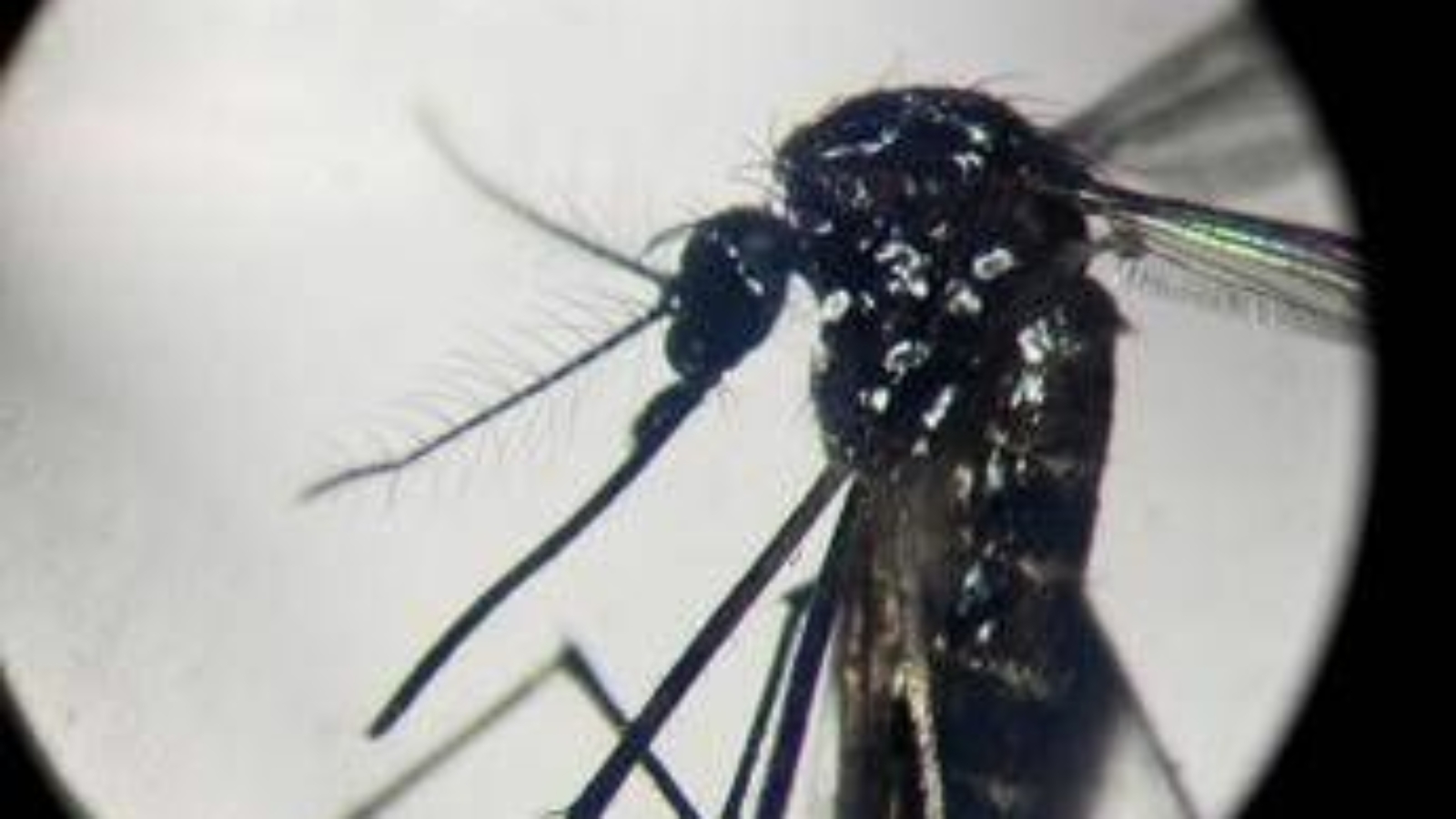 Dengue, in Italia quasi 700 casi in 2024. Torna allarme zanzare, Bassetti: "Momento di agire"