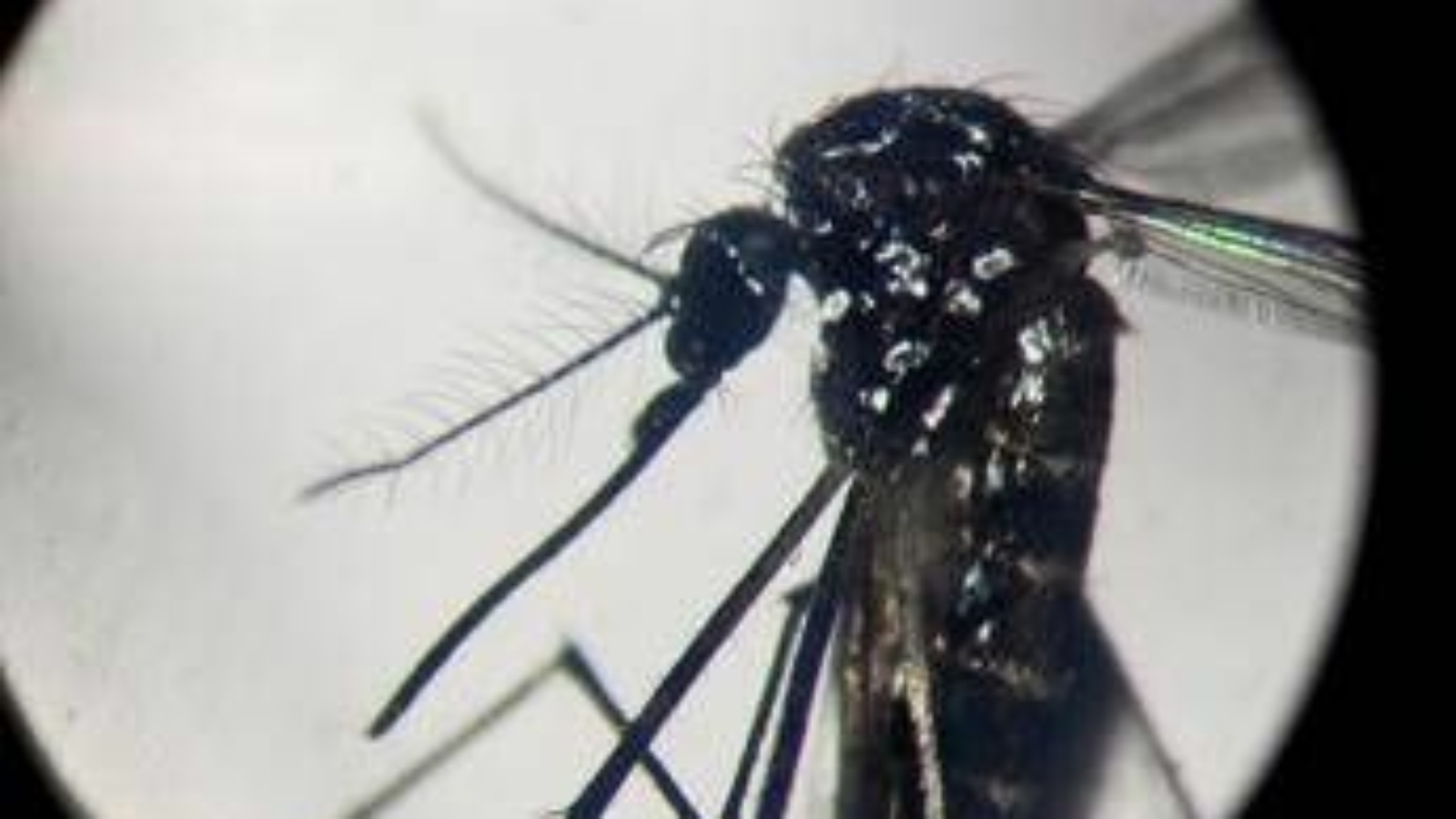 Dengue, un caso in provincia di Como: "Piano di disinfestazione, no prodotti dell'orto"