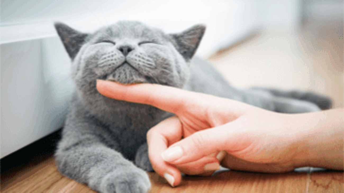 Farmaci, da Gemmato ok a uso veterinario anti Covid che salva i gatti