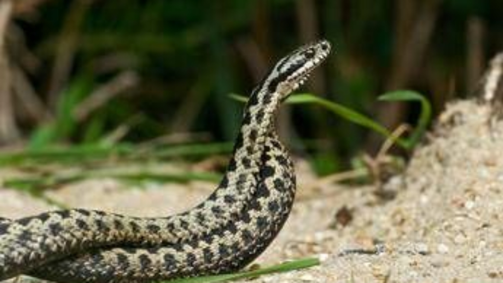 Morso di vipera, cosa fare? "Calma primo antidoto per non diffondere il veleno"