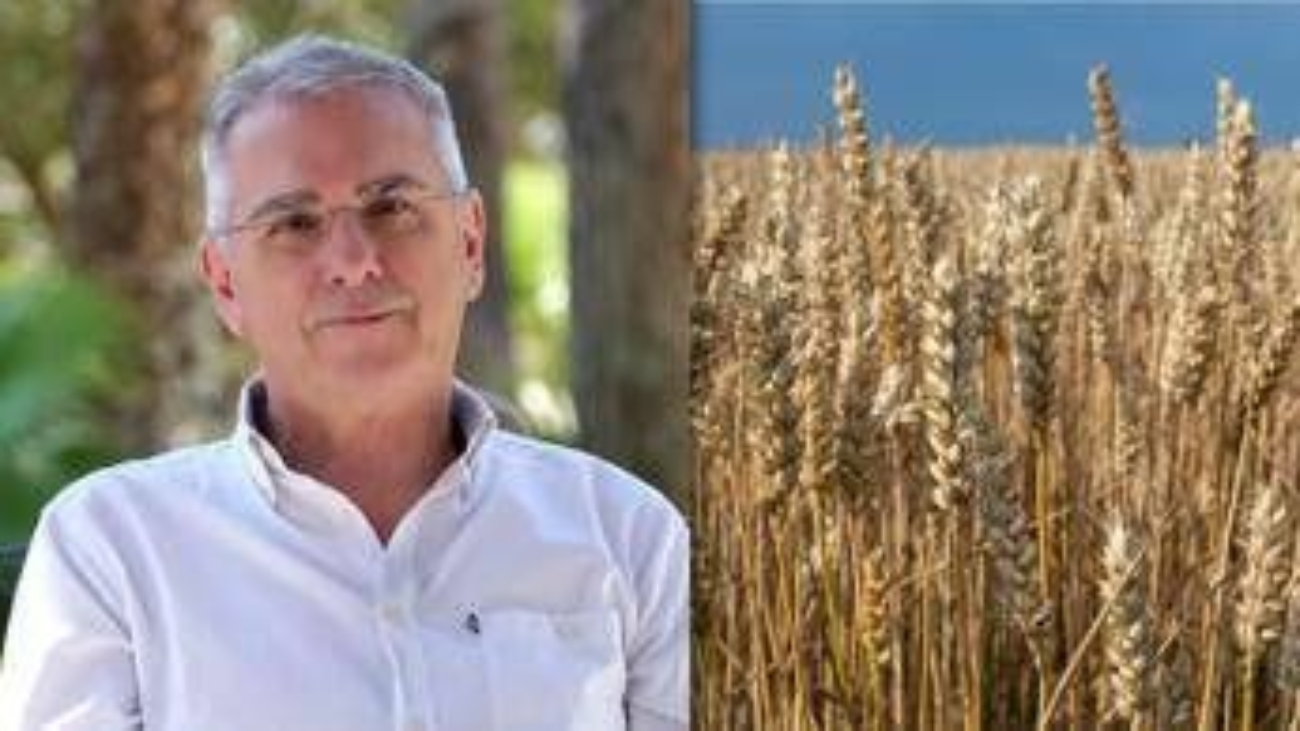 Nutriente, versatile e senza glutine, cos'è il 'Grano de oro'
