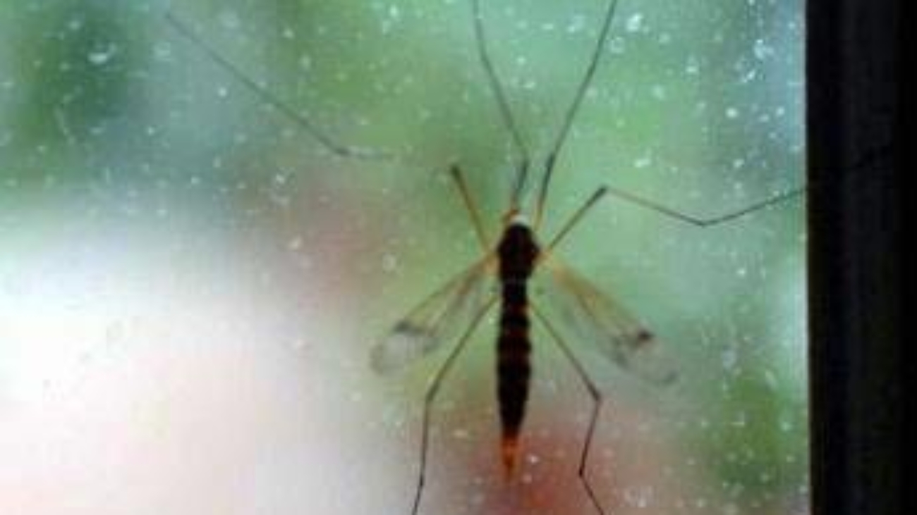 Che sangue piace alle zanzare? 'Mappa geografica' svela chi è nel mirino