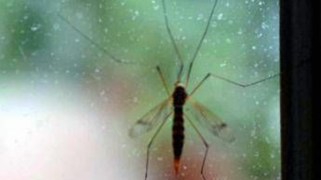 Da Dengue a West Nile incombe minaccia zanzare, appello igienisti ai Comuni