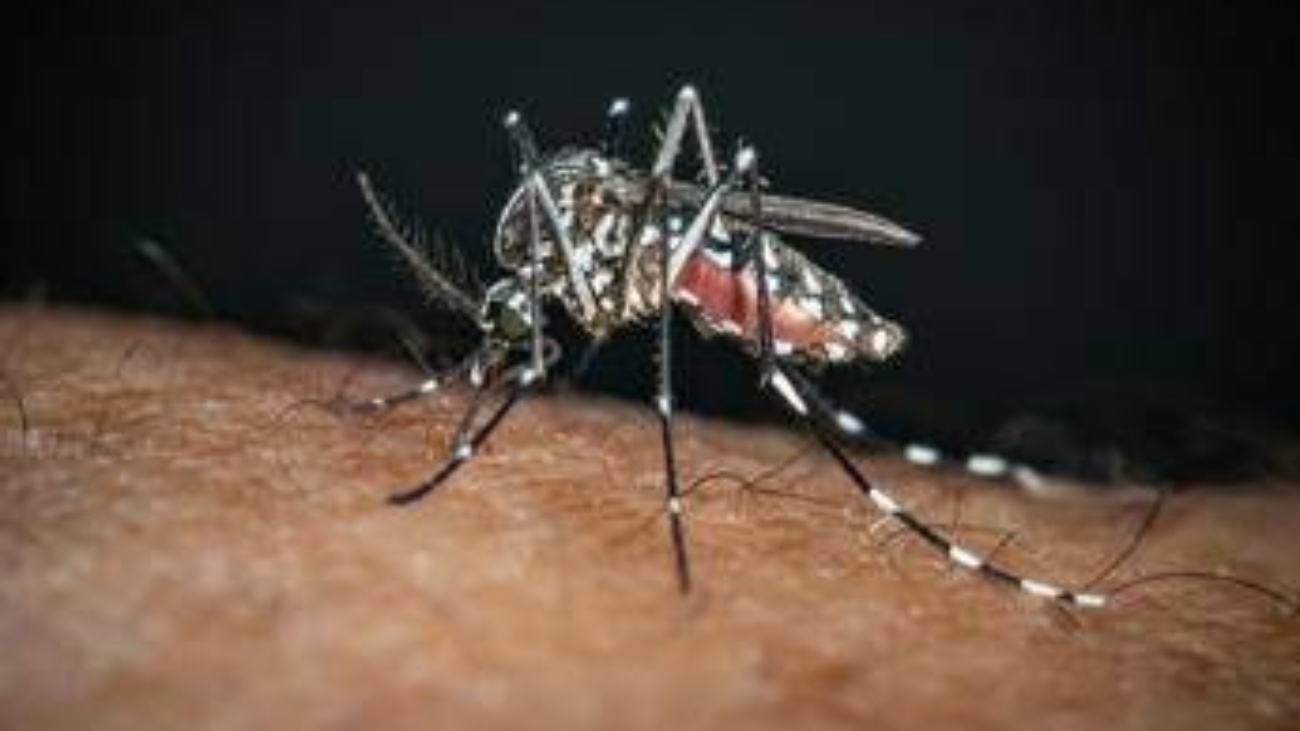 Chikungunya, il 'caso zero' nel bolognese è importato: nessuna infezione autoctona