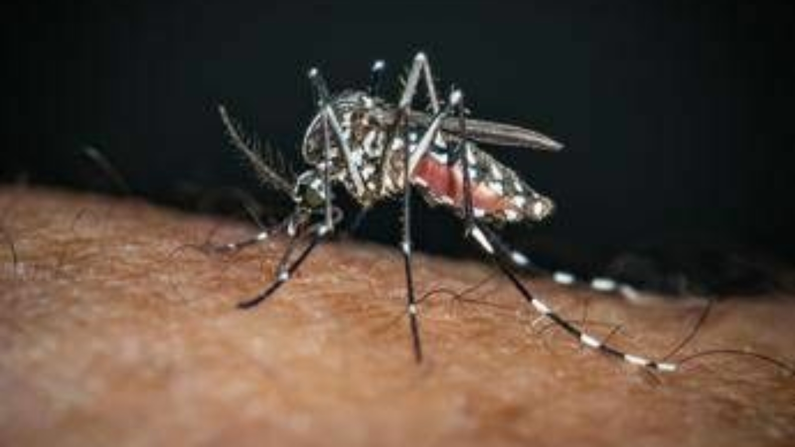 Chikungunya, il 'caso zero' nel bolognese è importato: nessuna infezione autoctona