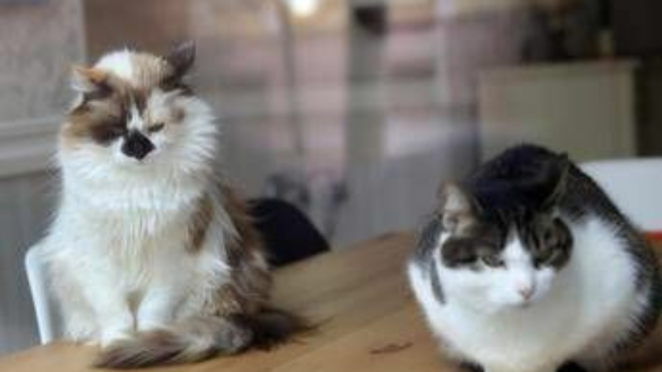 Aviaria, gatti salvati con antivirale e mix cure: studio su 4 contagi in California