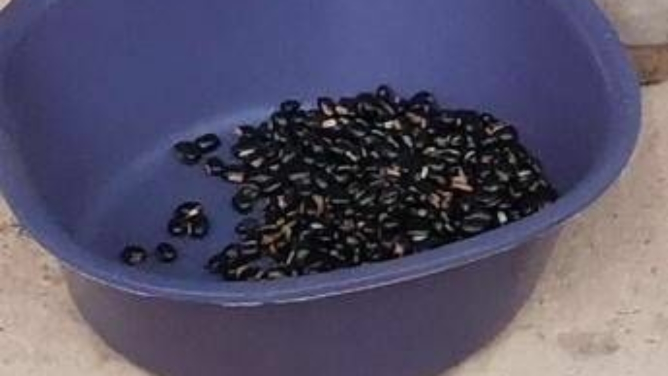 Mucuna Pruriens, tutti i benefici del legume tropicale utilizzato anche per il Parkinson