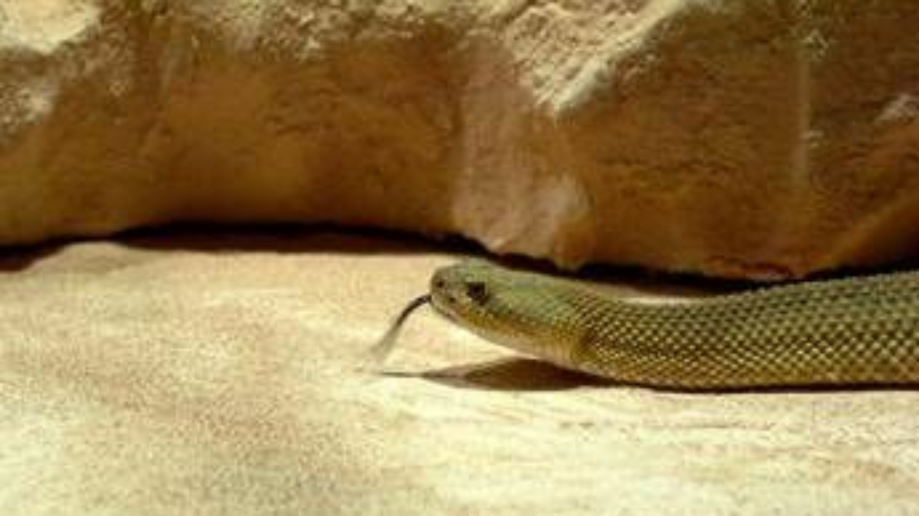 Morsi di serpente, il vademecum per chi sceglie viaggi esotici