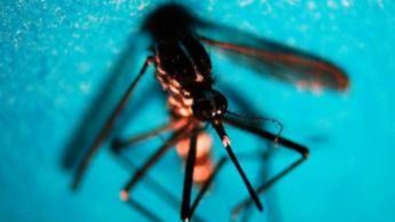 West Nile, nel Lazio 12 nuovi casi: salgono a 21