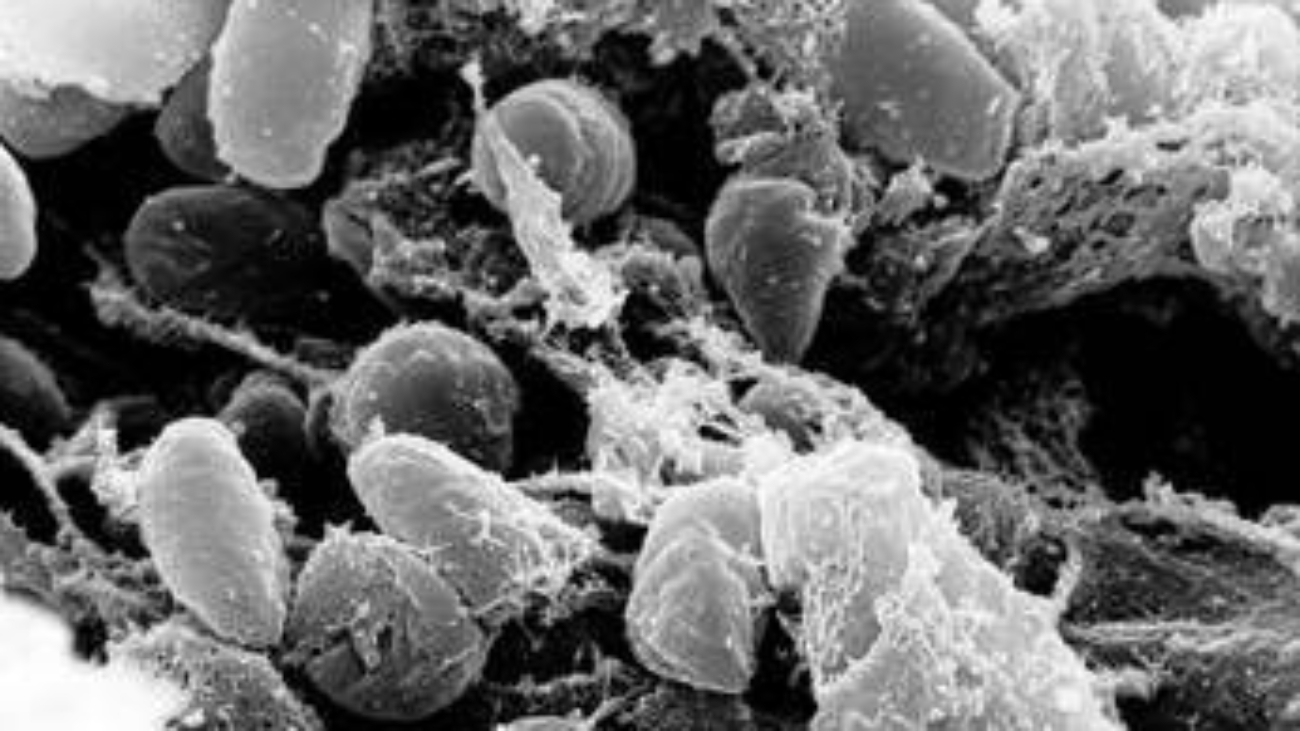 Ricerca, Scorrano (Tor Vergata): "Dal Dna di 1.313 antenati l'evoluzione delle malattie infettive"
