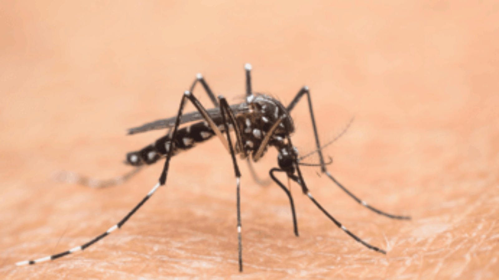 Nel Lazio primi 2 casi autoctoni di West Nile, oggi cabina di regia in Regione