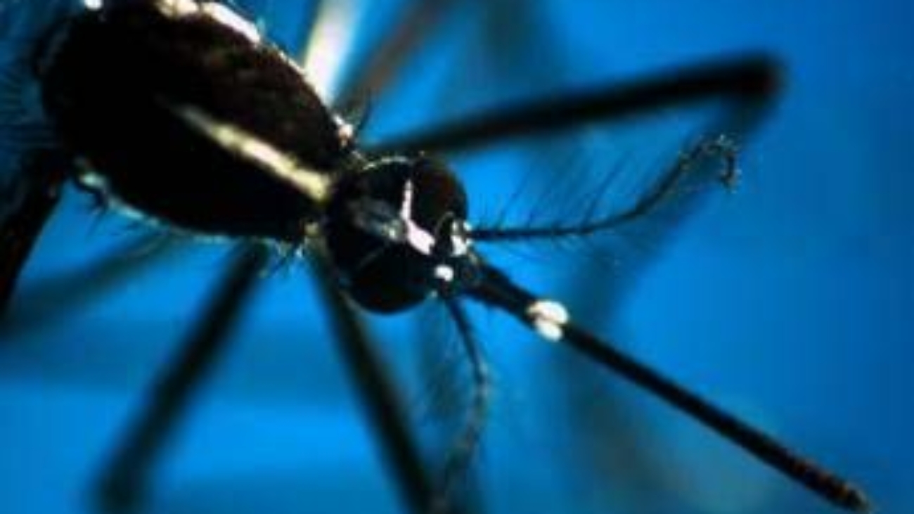 "Zanzara è l'animale più pericoloso del mondo": ecco perché