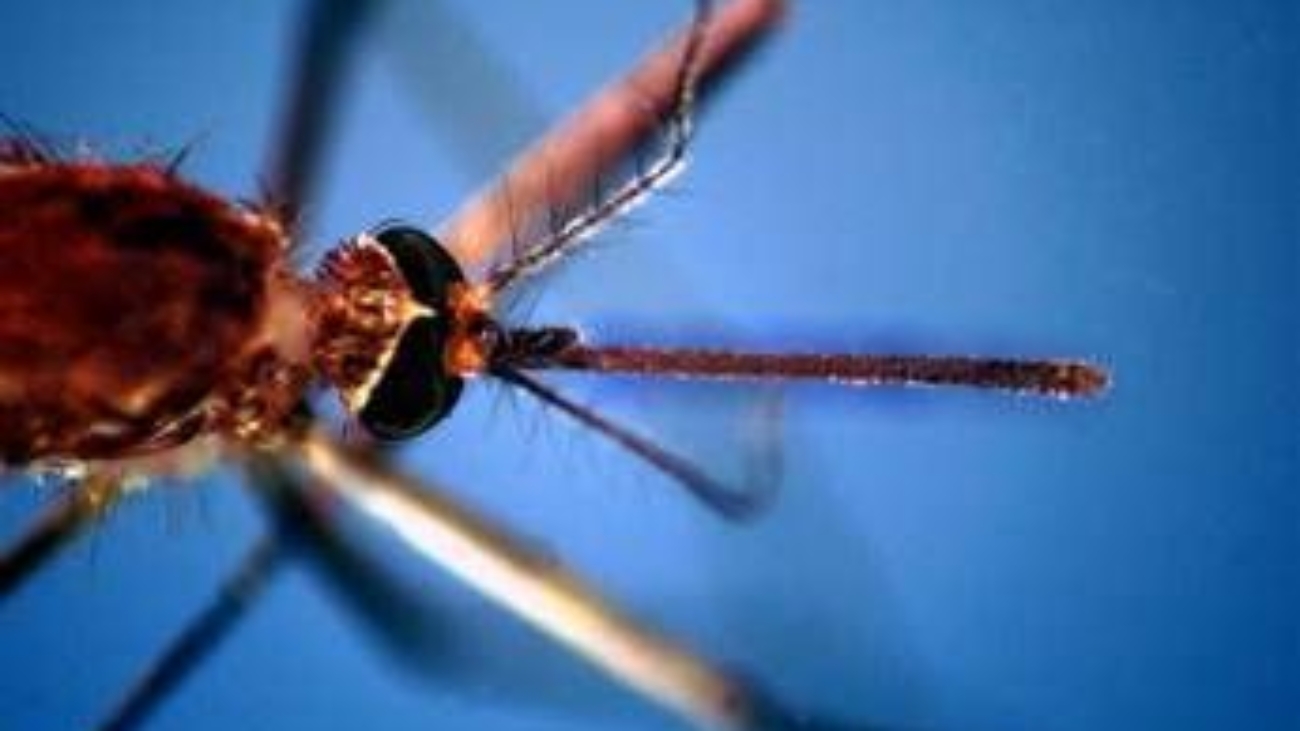 West Nile, salgono a due i morti nel Lazio. In Campania la prima vittima: deceduto 80enne