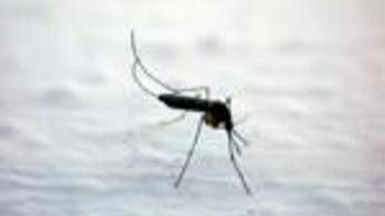 Dengue, Chikungunya, West Nile: le differenze tra infezioni 'da zanzara'
