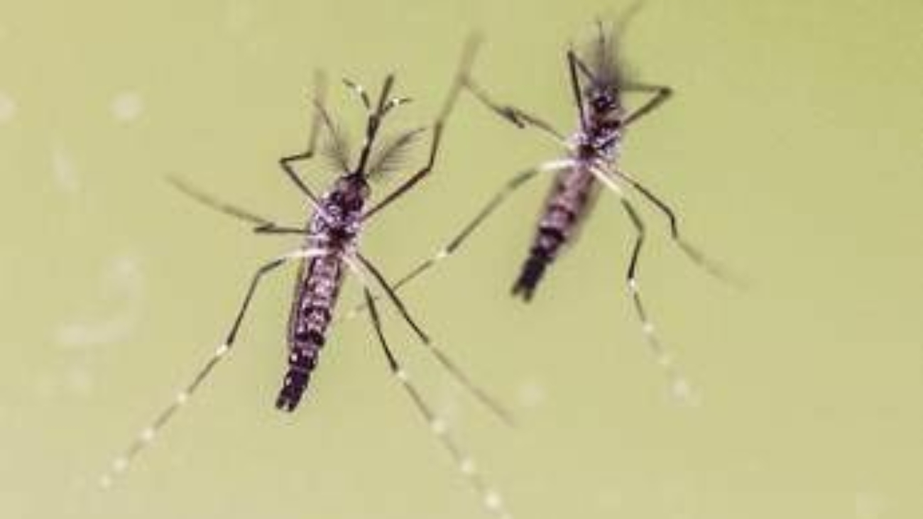 Chikungunya, cosa stiamo sbagliando? "Zanzare avanzano e servono più dati"