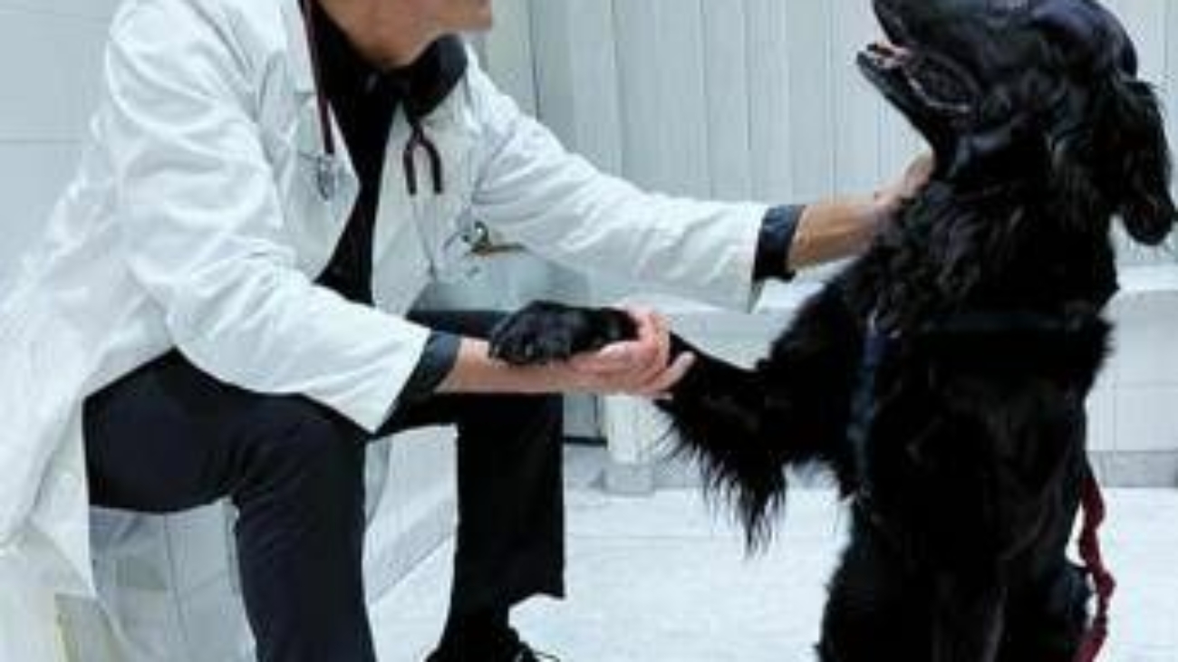 Nelle case degli italiani 8 milioni di cani, compagni ma anche un po' medici