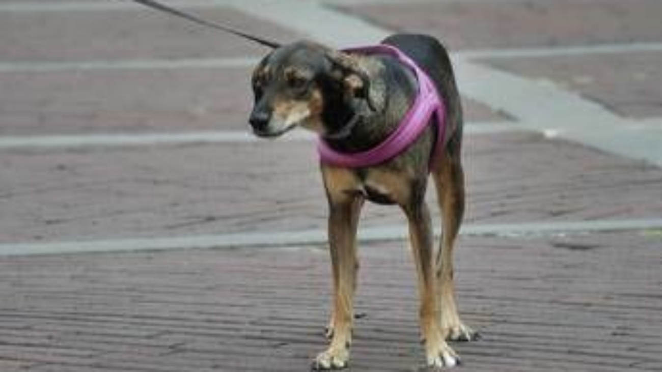 Estate, sindrome da rientro anche per i pet. Il veterinario: "Ecco come gestirla"