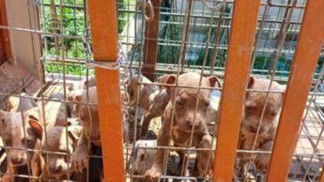 In gabbia sotto il sole, a Lecco salvati 10 cuccioli di pitbull amstaff
