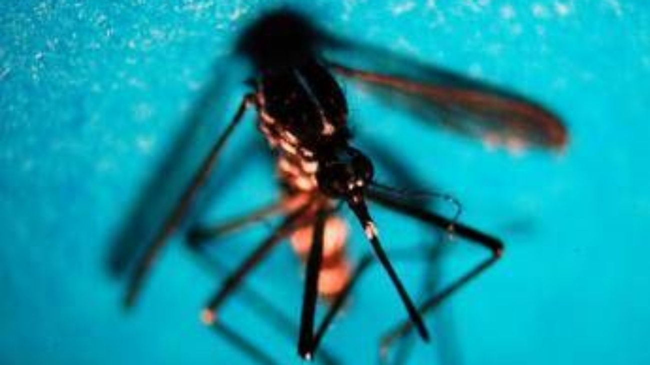 West Nile, prima vittima in Veneto: morta donna di 81 anni
