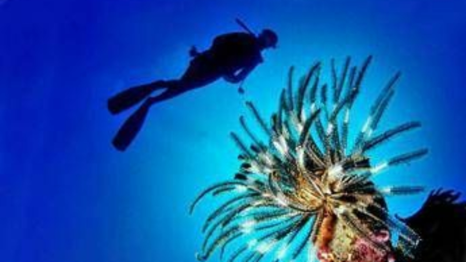 Pesce scorpione su coste italiane: "Pungersi può essere molto doloroso"