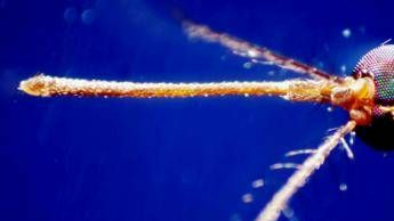 West Nile, Ecdc: Italia Paese più colpito, qui 82% dei casi in Europa