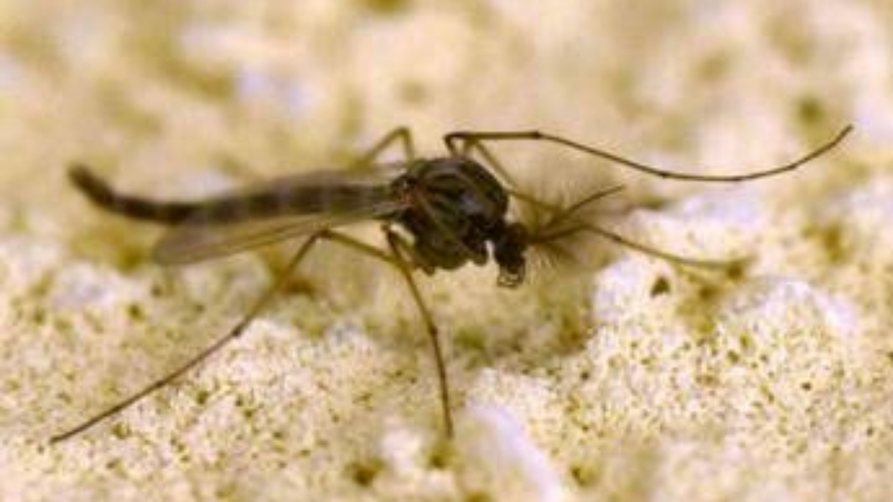 West Nile, Rezza: "In Campania tasso letalità elevato, possibile sottostima dei casi"