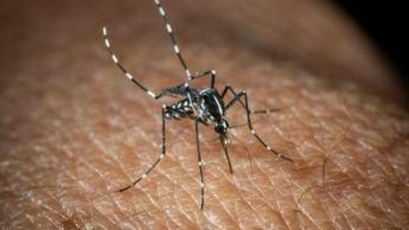 West Nile, Bassetti: "Non è finita, avremo casi fino a ottobre"