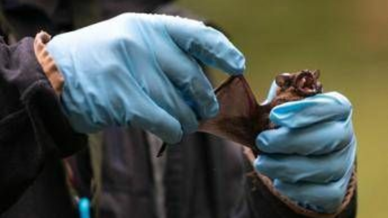 Coronavirus, pipistrelli e suini, lo studio sui rischi negli allevamenti del Nord Italia