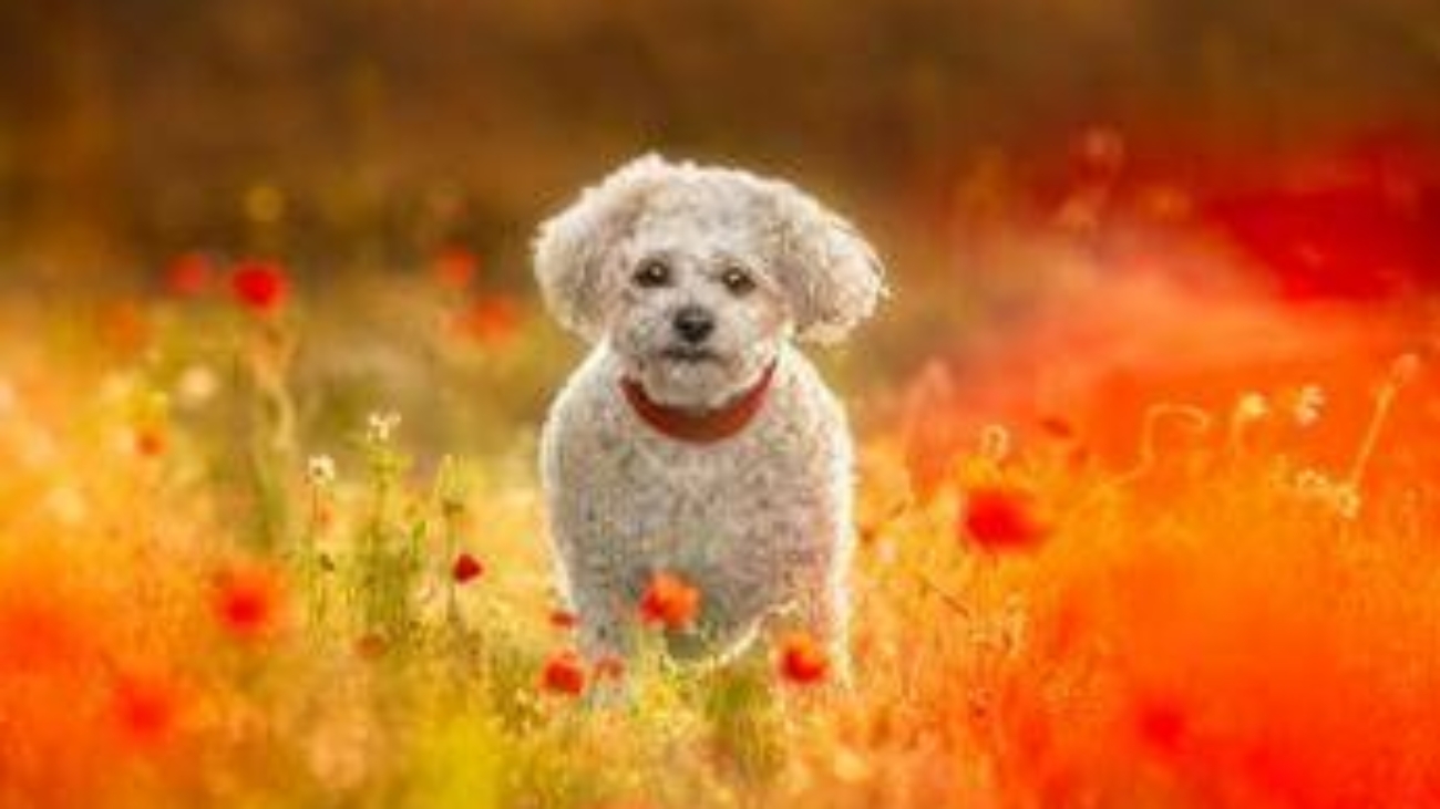 Giornata mondiale degli animali. Il veterinario: "In Italia più pet che abitanti"