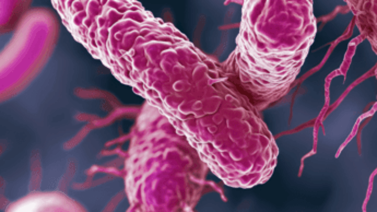 Farmaci, dall'Italia un anticorpo contro il superbatterio Klebsiella pneumoniae