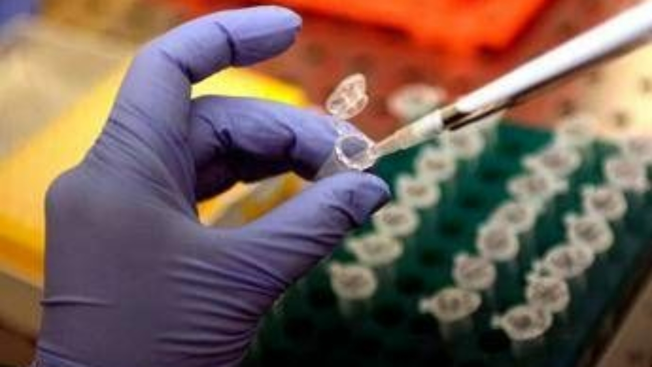 Creati per la prima volta embrioni da Dna pelle umana