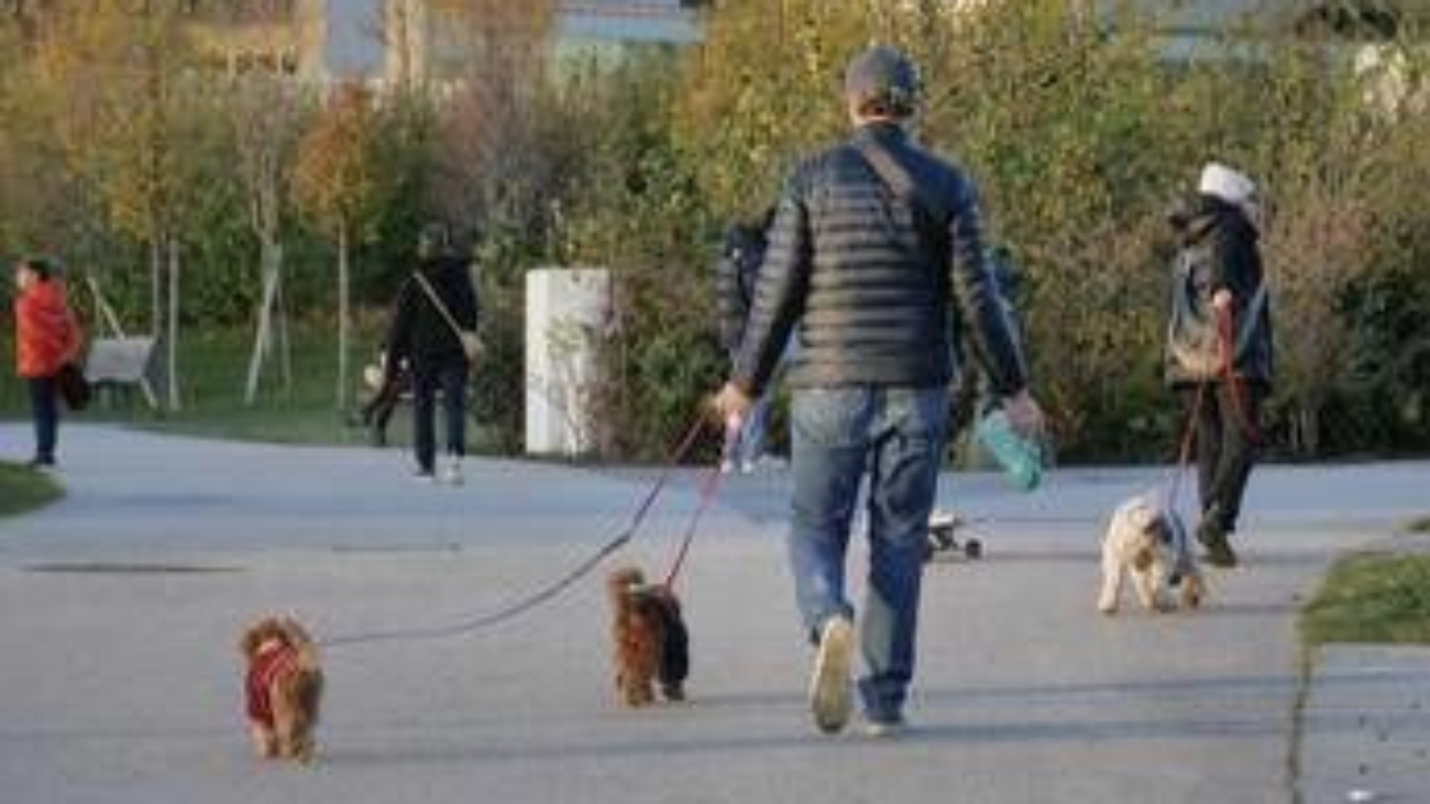 Cani, tumori cerebrali e artrosi: cura innovativa con staminali