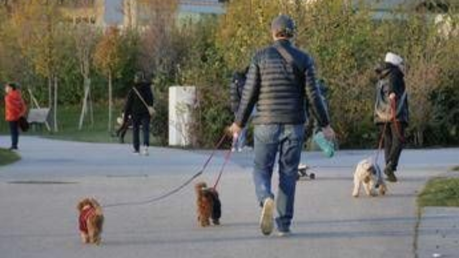 Cani, tumori cerebrali e artrosi: cura innovativa con staminali