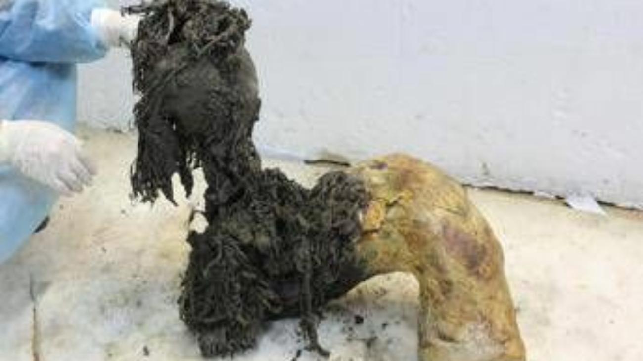 Gli ultimi momenti di vita del mammut lanoso Yuka svelati dall'Rna più antico del mondo