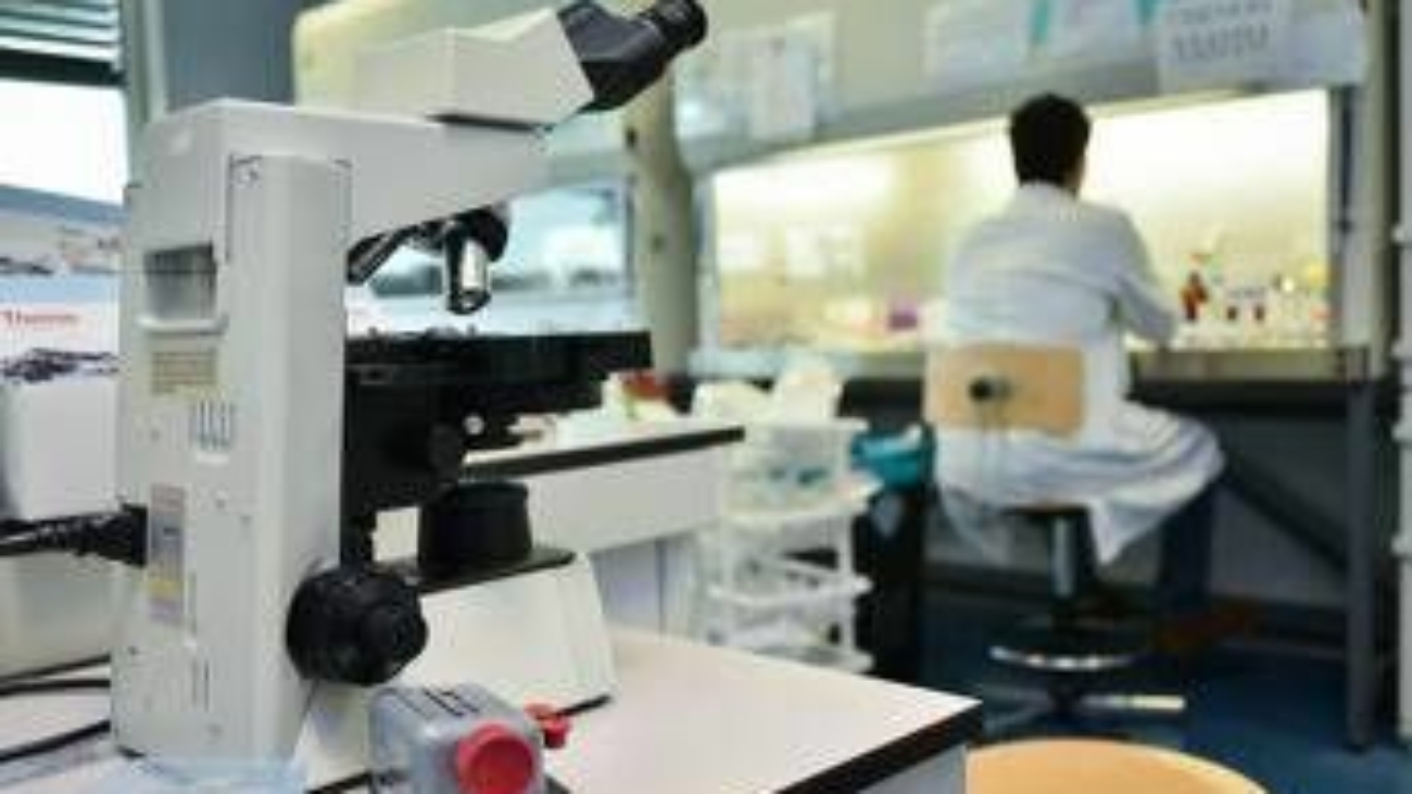 Alzheimer, ecco le cellule che possono 'pulire' il cervello: lo studio