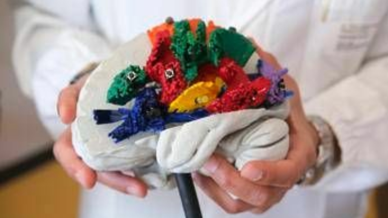 Un atlante 3D per studiare le connessioni del cervello, ecco BraDiPho