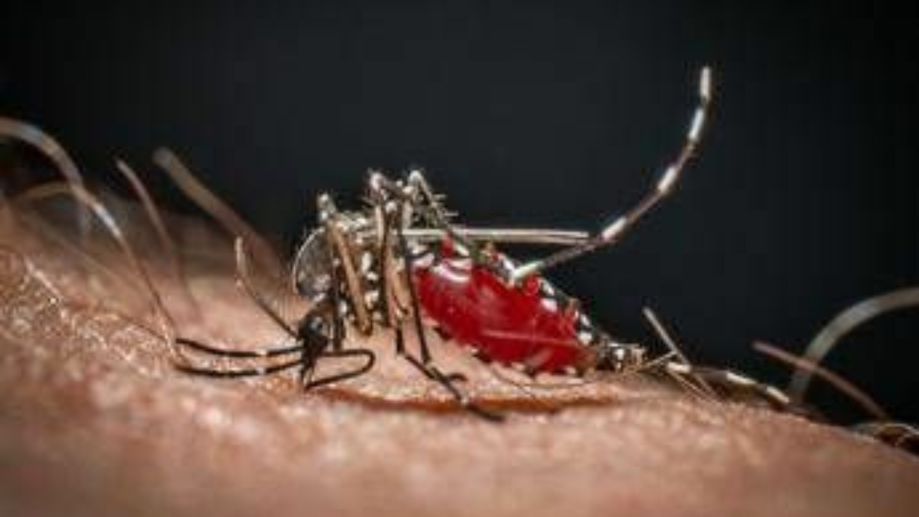 Medici ambiente, 'zanzare e rischi connessi possibili fino a Natale'