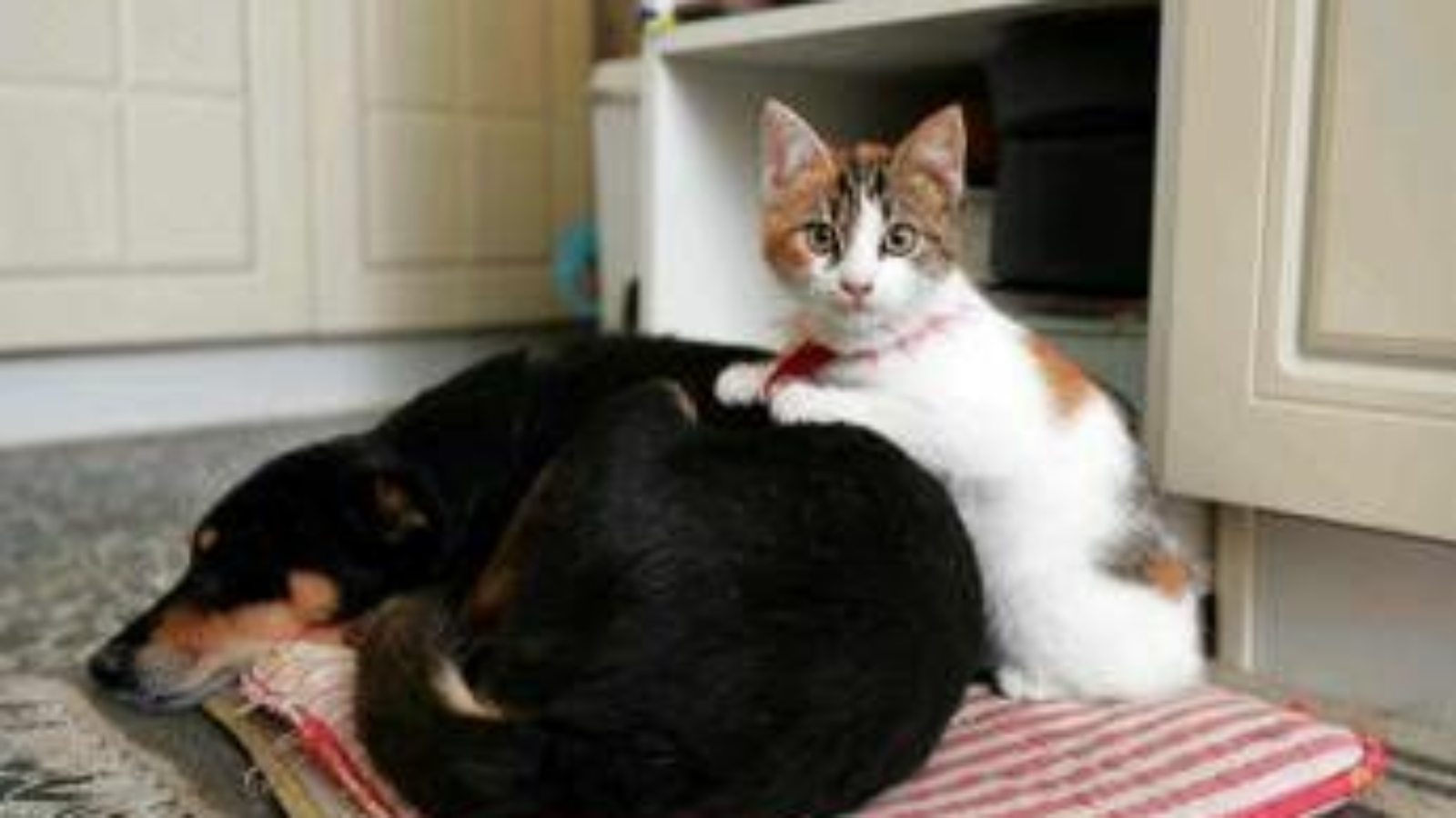 Botti e fuochi d'artificio, come proteggere cani e gatti da stress e rischi