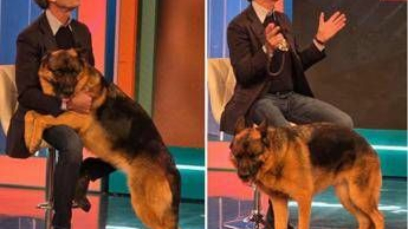 Pitbull attacca padrone e viene ucciso, il veterinario: "Cane non educato diventa problema"