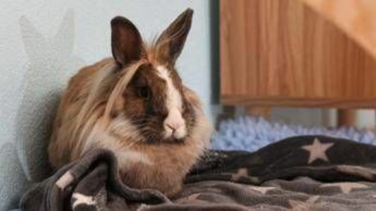 Allarme leishmaniosi in Europa, cos'è la malattia e quali animali la trasmettono