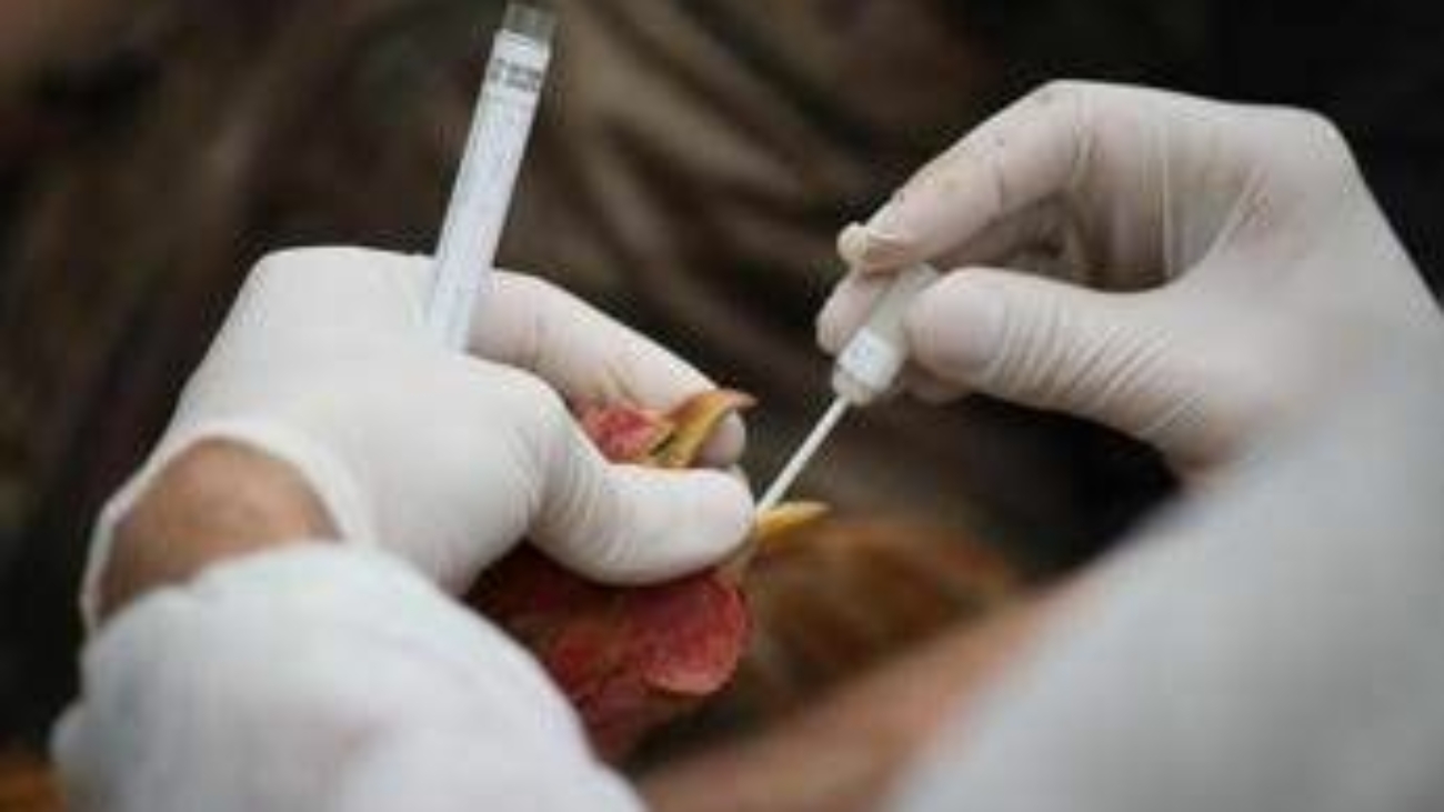 Aviaria si diffonde in Ue, 60 focolai in 3 settimane. Ciccozzi: "Colpa degli allevamenti intensivi"