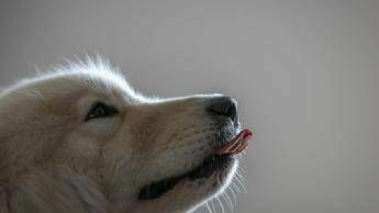 Imparare nuove parole origliando i padroni, ecco i cani con 'il dono': lo studio