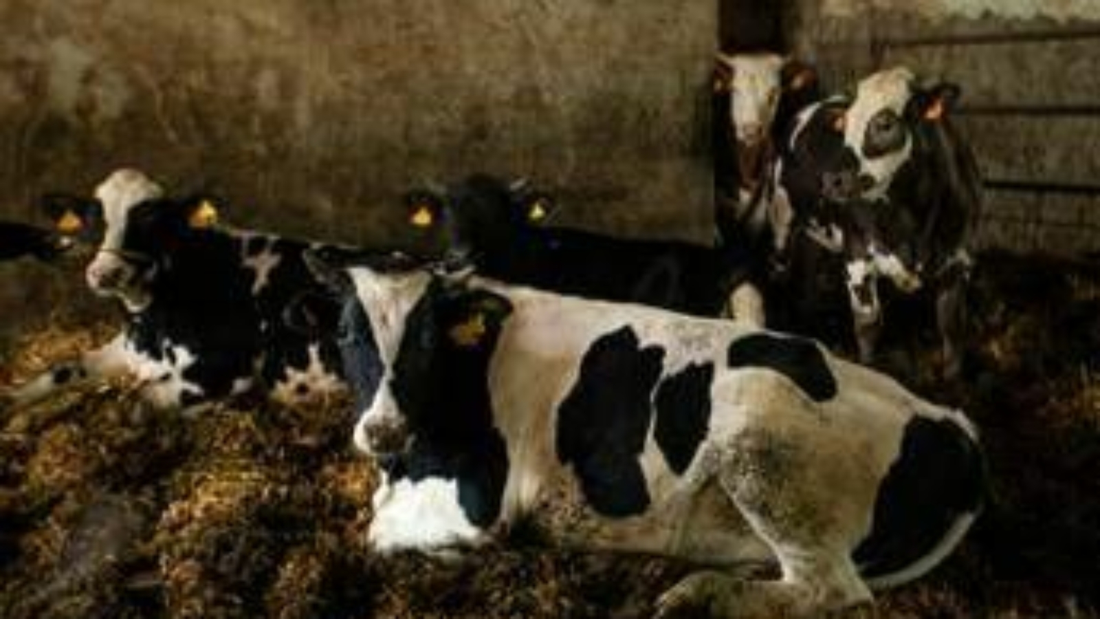 Ecdc-Efsa, 'superbatteri di origine alimentare problema di salute pubblica'