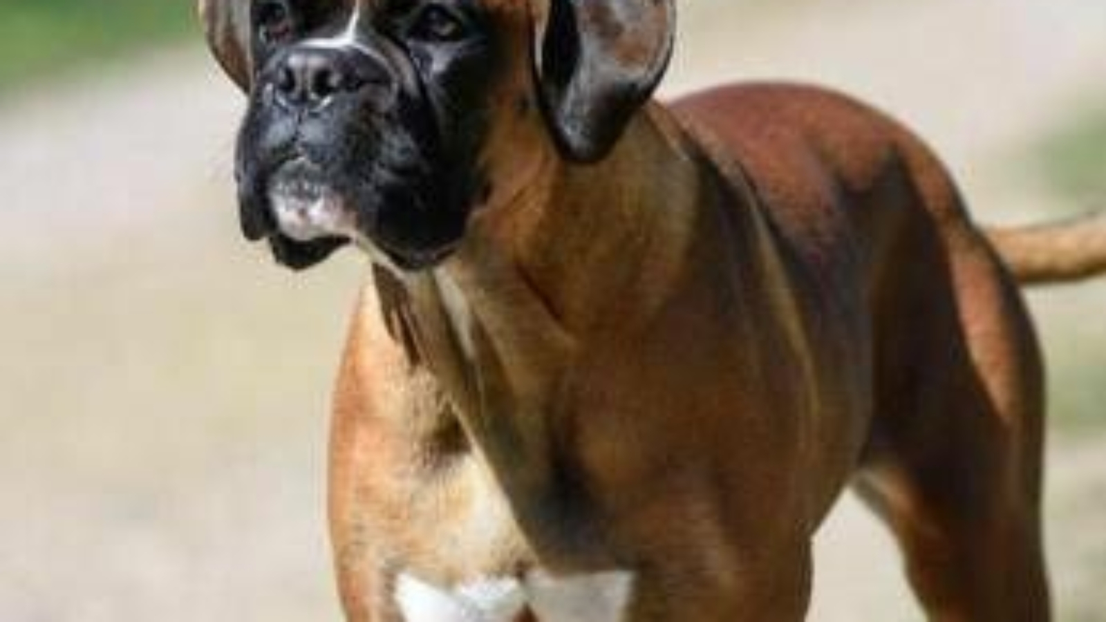 Cani e problemi respiratori, le 12 razze a rischio dal pechinese al boxer