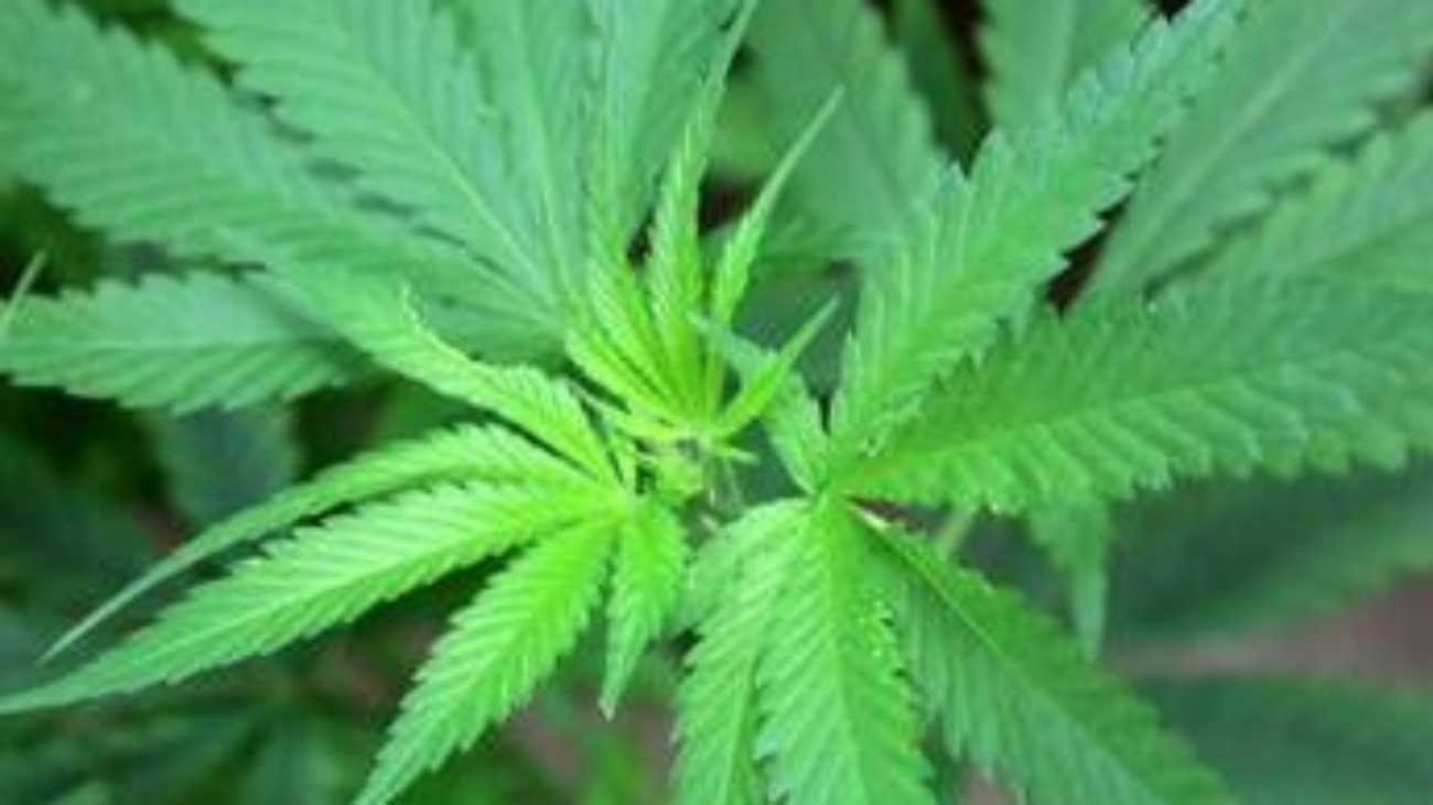 Cannabis, cannabidiolo nuovo alimento: ecco limite provvisorio per assunzione sicura