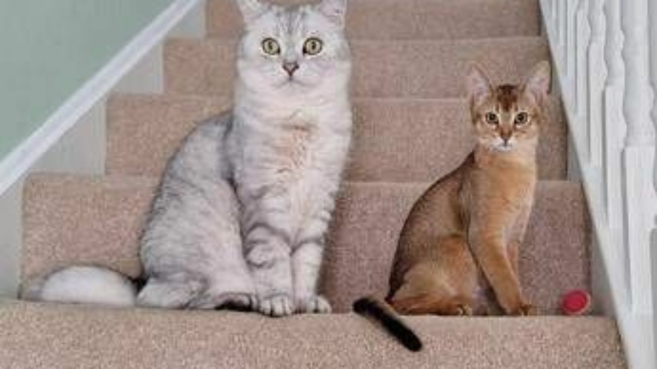 Cancro, la scoperta sui tumori dei gatti: lo studio e le nuove speranze