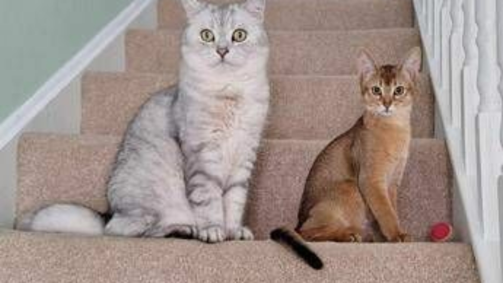 Cancro, la scoperta sui tumori dei gatti: lo studio e le nuove speranze